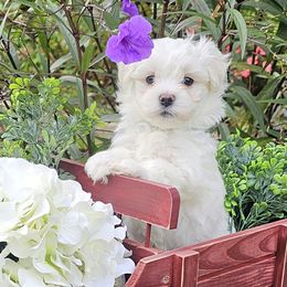 Blue Collar Boy - White male Maltese puppy in Guyton, Georgia from Fluff Town Puppies, LLC