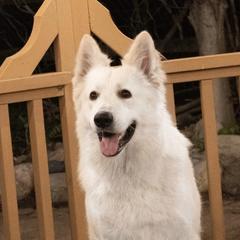 Styles - White Shepherd