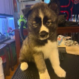 Leia - Black and white female Siberian Husky puppy in Sudbury, Massachusetts from Toe Bean Huskies