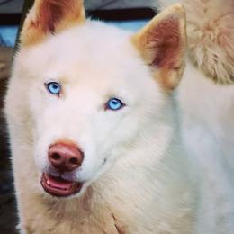 Akira - Siberian Husky