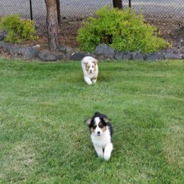 Australian Shepherd All Grown Up from Elk Ridge Australian Sherherds