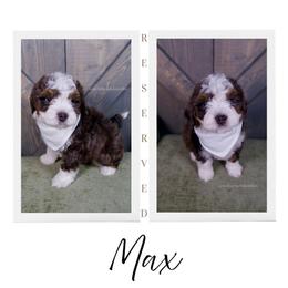 Saint - Merle male Bernedoodle puppy in Bowling Green, Ohio from Windy Creek Doodles
