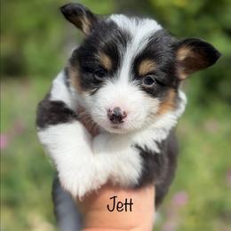 Jett - Black and tan male Pembroke Welsh Corgi puppy in Montague, California from Shasta Valley Pembrokes