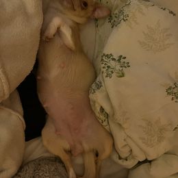 Ela - Chihuahua