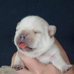 French Bulldog Puppies from Diamond Dreams French Bulldogs