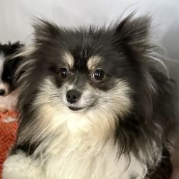 Gigi - Pomeranian