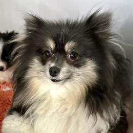 Gigi - Pomeranian