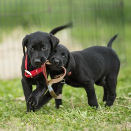 Labrador Retrievers from Southern Oak Kennels - North