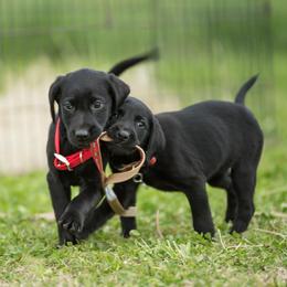 Labrador Retrievers from Southern Oak Kennels - North