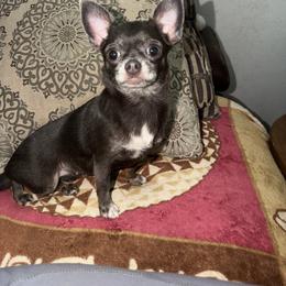 Lily - Blue and white female Chihuahua puppy in New Port Richey, Florida from The Wolf Pack