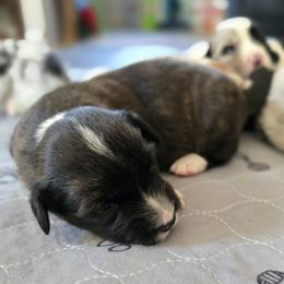 Cardigan Welsh Corgi Puppies from Savage Family Farm