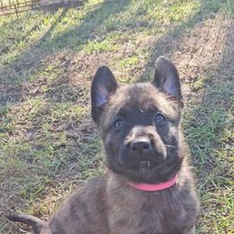 Dutch Shepherd Puppies from MAC K9 Dutch Shepherds