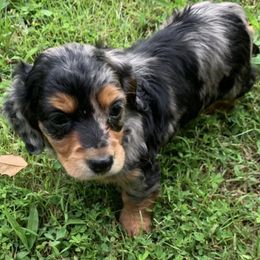 Dachshunds from R&B Dachshunds