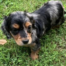 Dachshunds from R&B Dachshunds