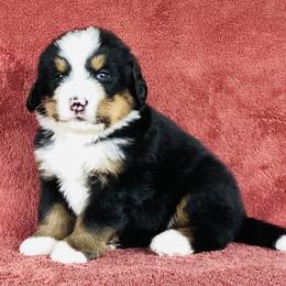 Brown Collar Male - Black rust and white male Bernese Mountain Dog puppy in Bristol, Tennessee from Holston Hollow Farm