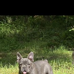 Boston Terrier and French Bulldog Puppies from High Plains Bullies