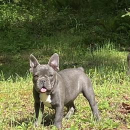 Boston Terrier and French Bulldog Puppies from High Plains Bullies