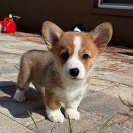 Piper - Red female Pembroke Welsh Corgi puppy in Spring Hill, Florida from Chaotic Canines