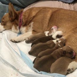 Pembroke Welsh Corgi Puppies from Redwood Corgis