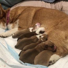 Pembroke Welsh Corgi Puppies from Redwood Corgis