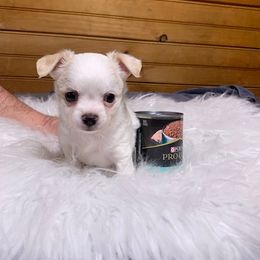 Chihuahua and Companion Cross Puppies from Lee’s Applehead Chihuahuas