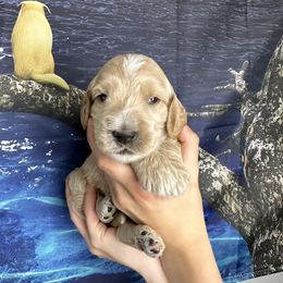 Thor - Goldendoodle puppy in Salem, Oregon from Capital Doodles