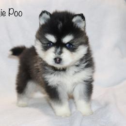 Snooky Poo - Black and white male Pomsky puppy in Denham Springs, Louisiana from Bayouland Pomskies