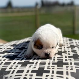 Brown collar - Red speckled male Australian Cattle Dog puppy in Spokane, Washington from 4D Cattle Dogs