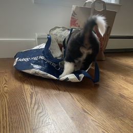 Australian Shepherd Puppies from Wild Atlantic  Aussies