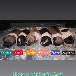 3rd pick female - Brindle and white female French Bulldog puppy in Twin Falls, Idaho from Whispering White Pines Labradors