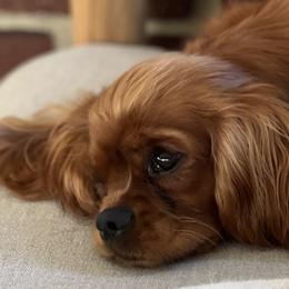 Francine - Cavalier King Charles Spaniel