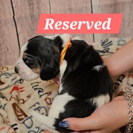 Firefly Lane - Black white and brown female Basset Hound puppy in Rio Grande City, Texas from Hounds All Night