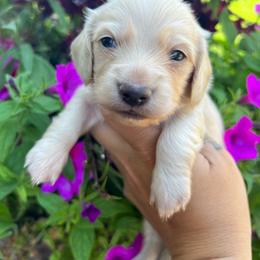 Cream boy one - Cream male Dachshund puppy in Payette, Idaho from NT Mini Doxies