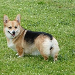 Parker - Pembroke Welsh Corgi