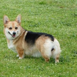 Parker - Pembroke Welsh Corgi