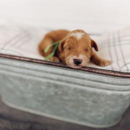 Flint - Apricot male Goldendoodle puppy in Billings, Montana from Montana Raised Doodles