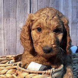 Quebec - Red  Goldendoodle puppy in Chelan, Washington from North Cascades Doodles