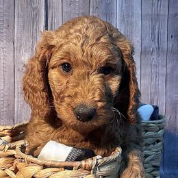 Quebec - Red  Goldendoodle puppy in Chelan, Washington from North Cascades Doodles