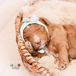 Honeybee - Red  female Goldendoodle puppy in Ohio from Hommel’s Mini Darling Doodles