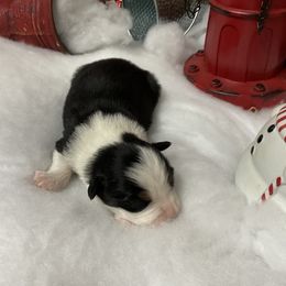 Delta - Black tri female Miniature Australian Shepherd puppy in Signal Mountain, Tennessee from D & D Miniature and Toy Australian Sheppards