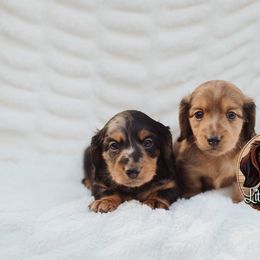 Dachshund Puppies from Little Loves