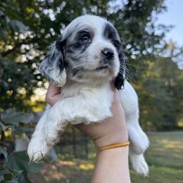 Boy 2 - Red - Black and white male Cocker Spaniel puppy in Ellenboro, North Carolina from Chantels Spaniels
