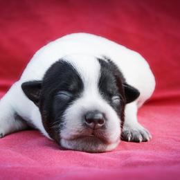 Rowena - Blue speckled female Australian Cattle Dog puppy in Runnels County, Texas from MC Heelers & Aussies