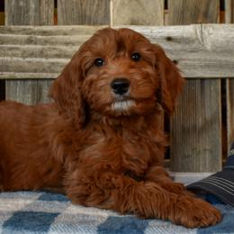 Valentino - Red  male Goldendoodle puppy in Macedon, New York from Toodles Goldendoodles
