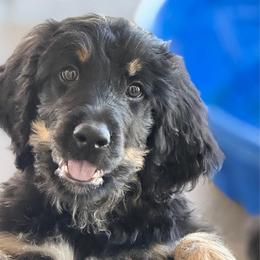 Poppy - Phantom female Bernedoodle puppy in Phelan, California from PuppyPaws4U