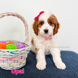 Opal - Red female Cavapoo puppy in West Haven, Utah from Split Mountain Doodles