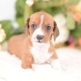Lambert - Full AKC - Red male Dachshund puppy in Neosho, Missouri from A Walk In The Park