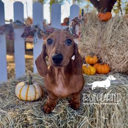 Quade - Brindle male Dachshund puppy in Royse City, Texas from Truehearted Miniature Dachshunds