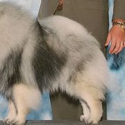 Keeshonden from Legend Keeshond
