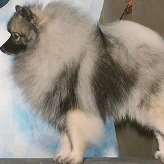 Keeshonden from Legend Keeshond